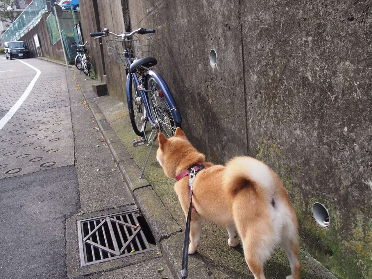意大利在欧洲杯预选赛中1-0小胜以色列,保持不败战绩。,意大利欧洲杯预选赛全胜