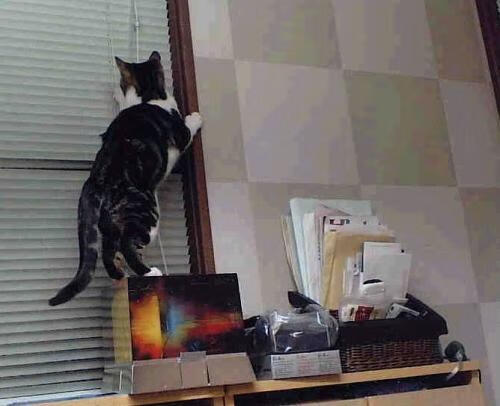 捷克队晋级欧洲杯八强,年轻球员崭露头角,捷克队欧洲杯最好成绩