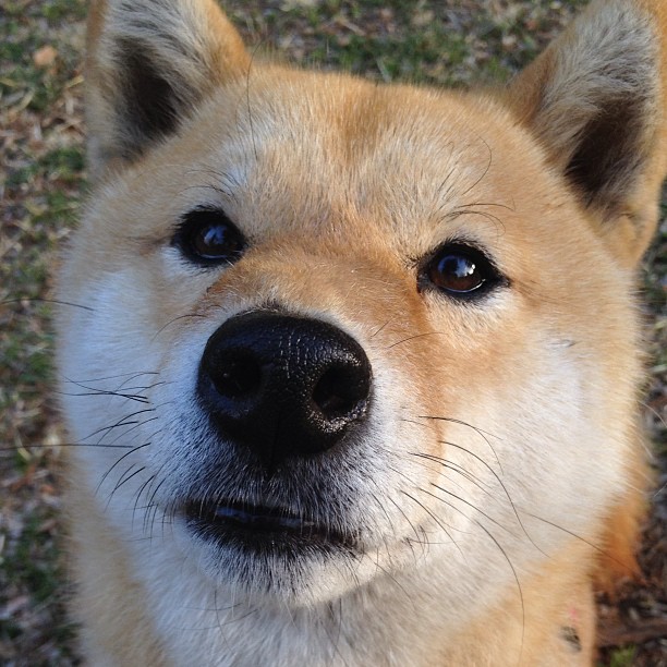 朗斯在欧冠小组赛中表现出色，朗斯球队实力怎么样