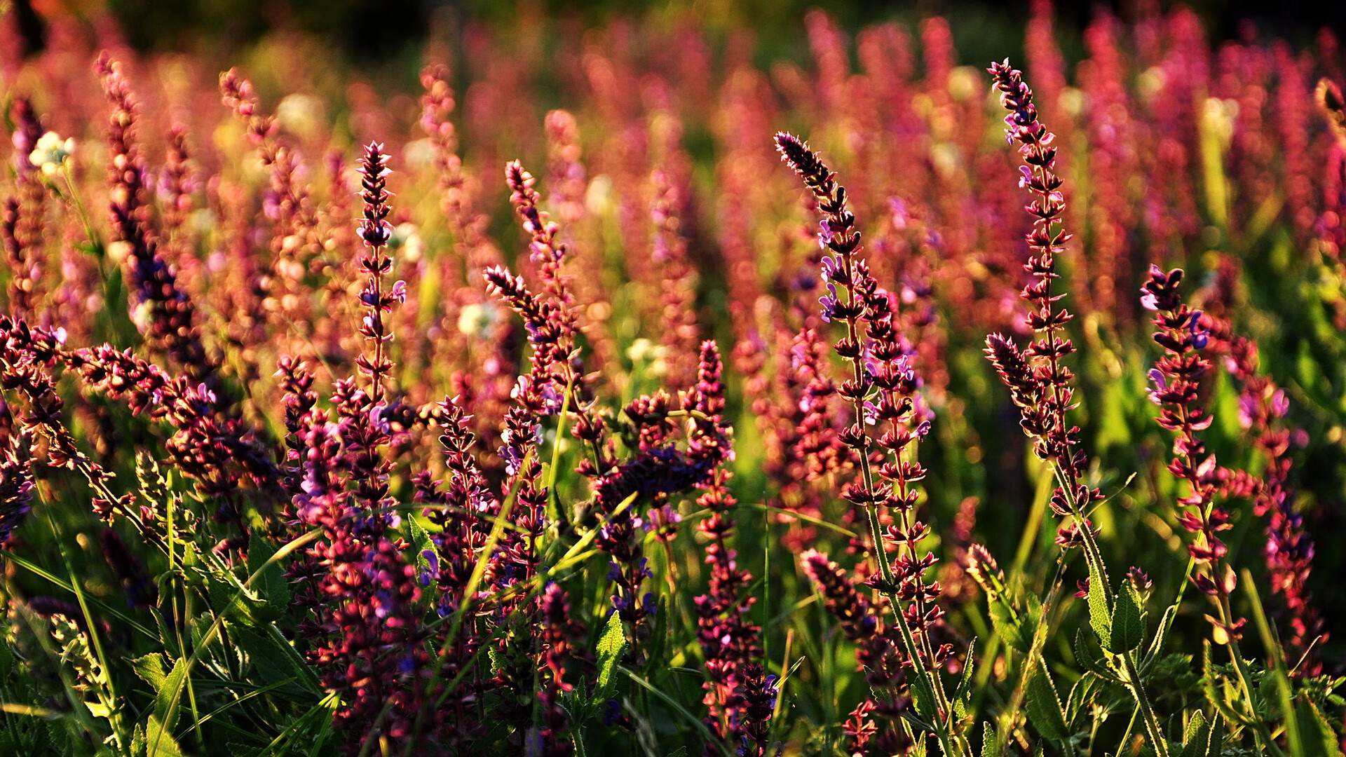 九游娱乐APP-车手家庭：那些温暖的幕后故事，车手的命运