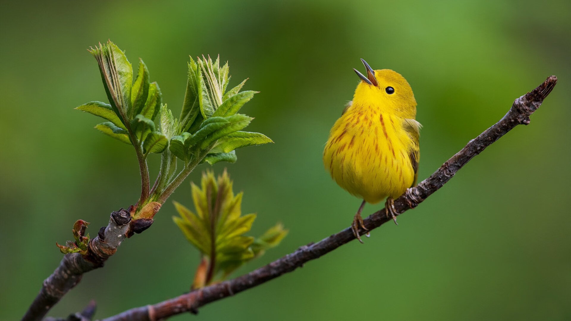 LCK春季赛火热开赛，lck春季赛2021dwg