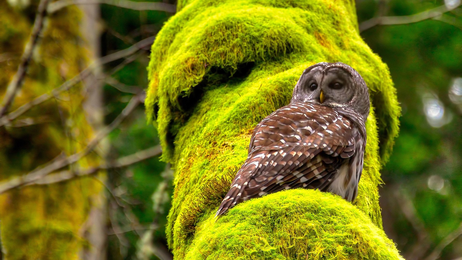 九游官网pc-NBA球星拉文宣布赛季报销，公牛进军季后赛形势堪忧，拉文nba数据