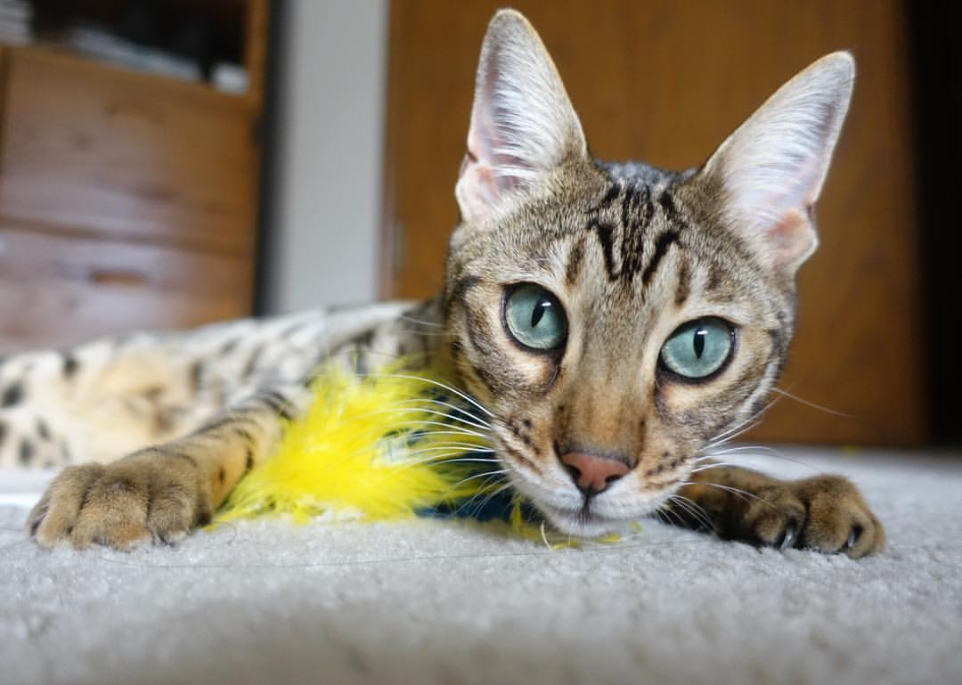 中国足球的场地设施建设标准化方案实施方案,足球场建设标准规范