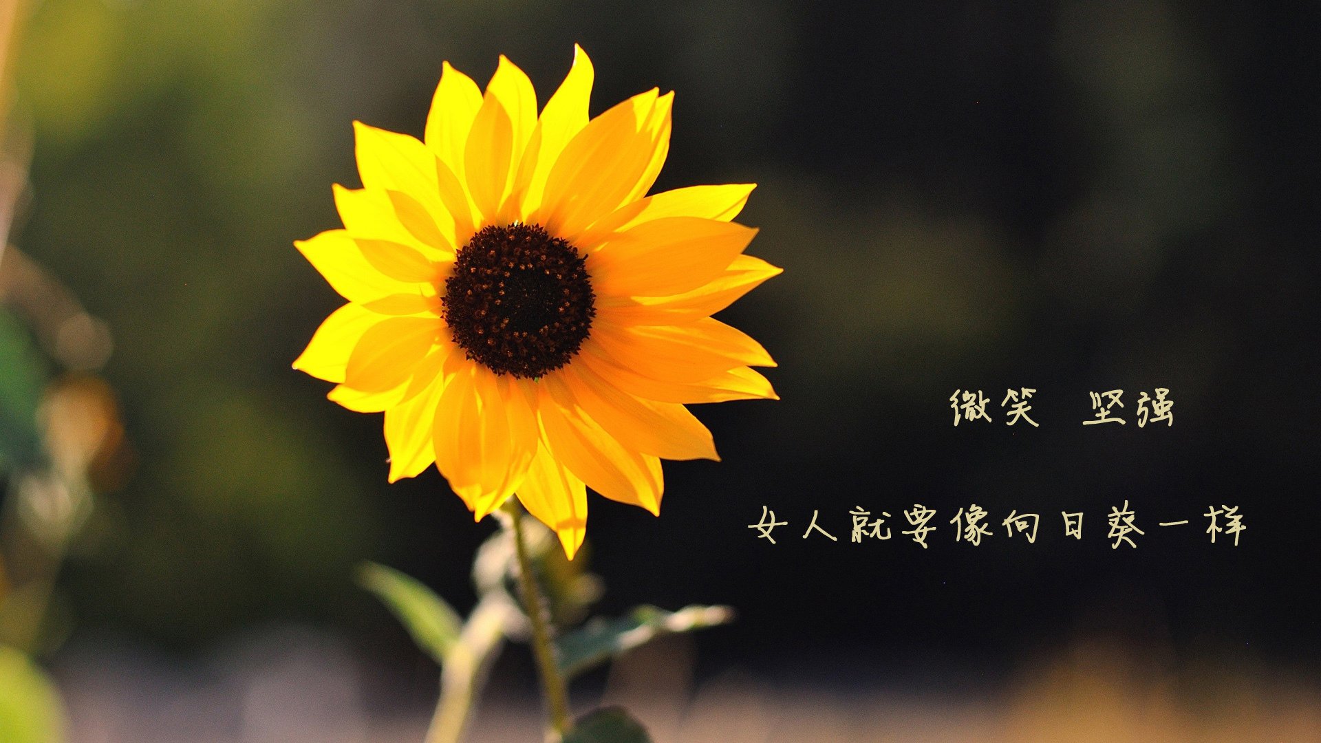 九游app下载中心-伯恩茅斯遭遇连败，降级压力加大，伯恩茅斯比赛结果