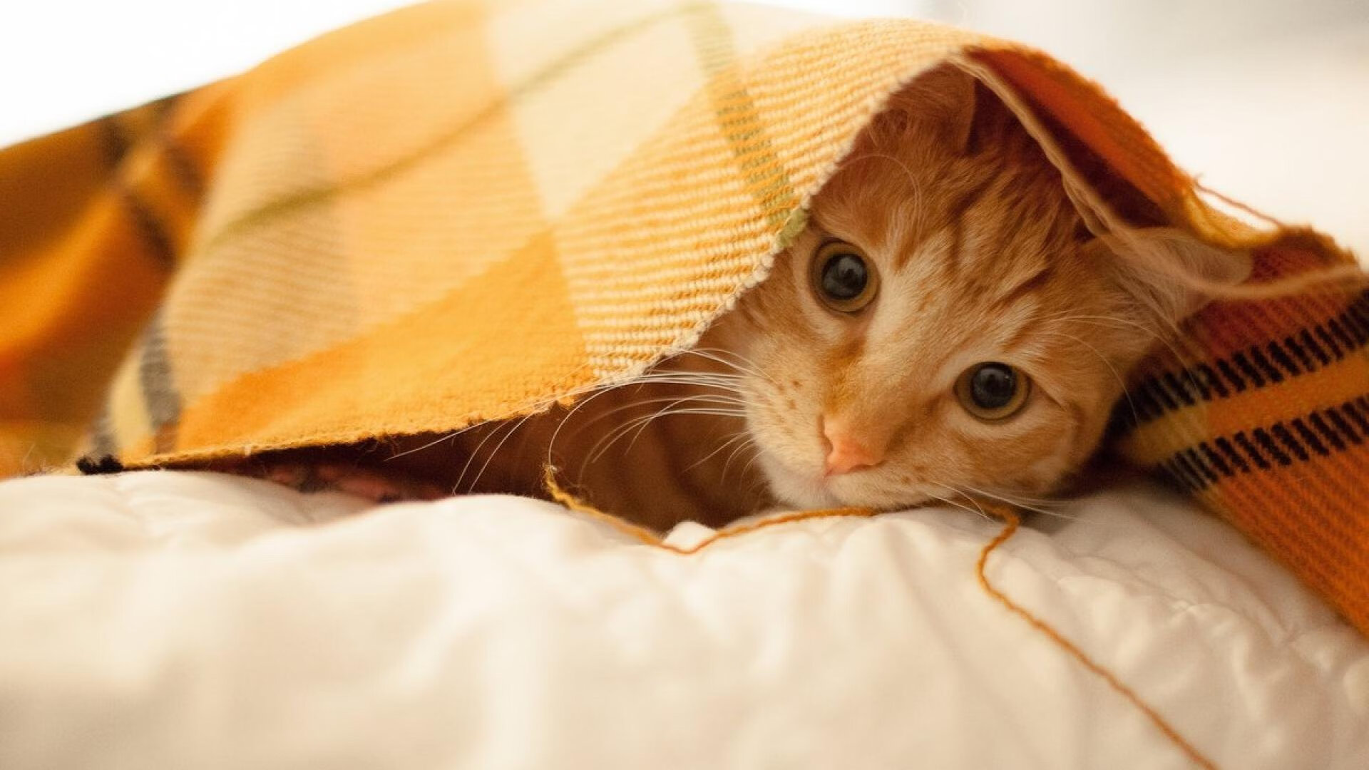 巴塞罗那遭遇连平，主帅面前逆境，巴塞罗那的对手