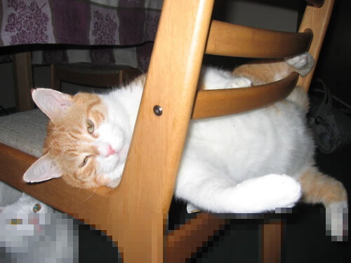 弗拉门戈签下实力中场，弗拉门戈近期战绩