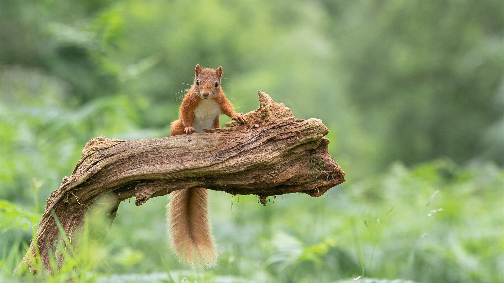 火箭爆冷击败雄鹿中锋表现出色,火箭仅被雄鹿横扫