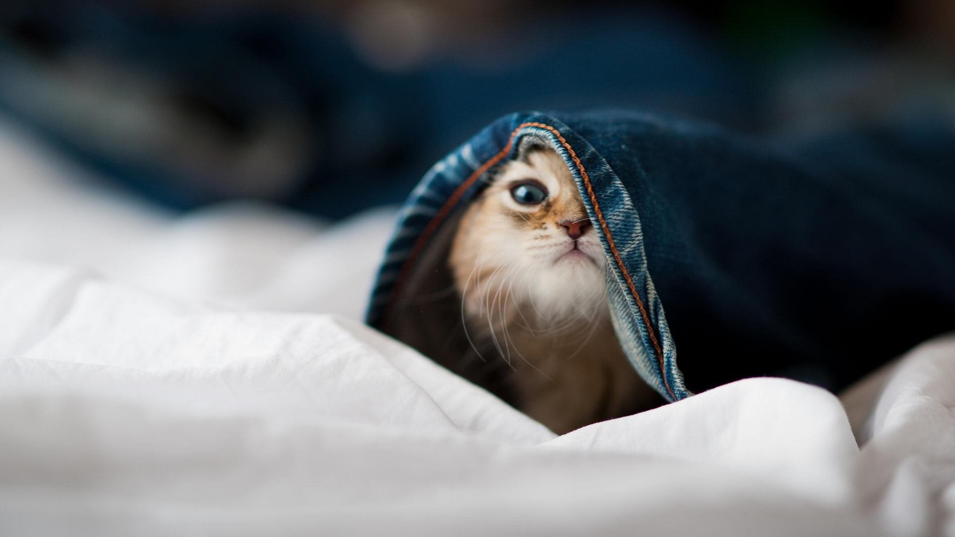 九游电脑版-罗马客场战胜萨索洛，迎来两连胜，罗马客场战胜萨索洛,迎来两连胜对吗