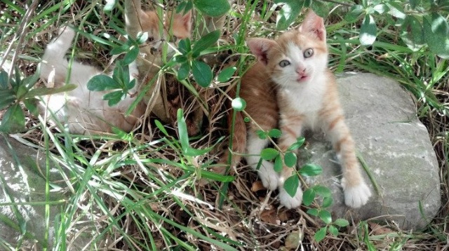 西班牙队绝杀克罗地亚，提前获得小组第一，西班牙打克罗地亚比赛结果