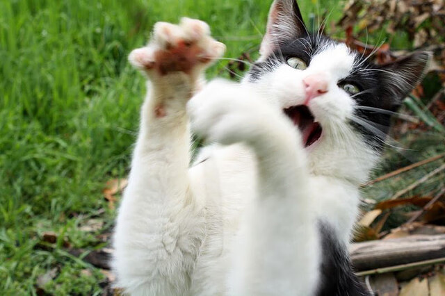 九游娱乐APP-692.意甲“明星战” ：伊卡尔迪PK因莫比莱