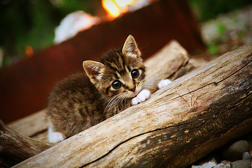 中国篮球教练员战术决策支持系统研究,篮球教练战术安排