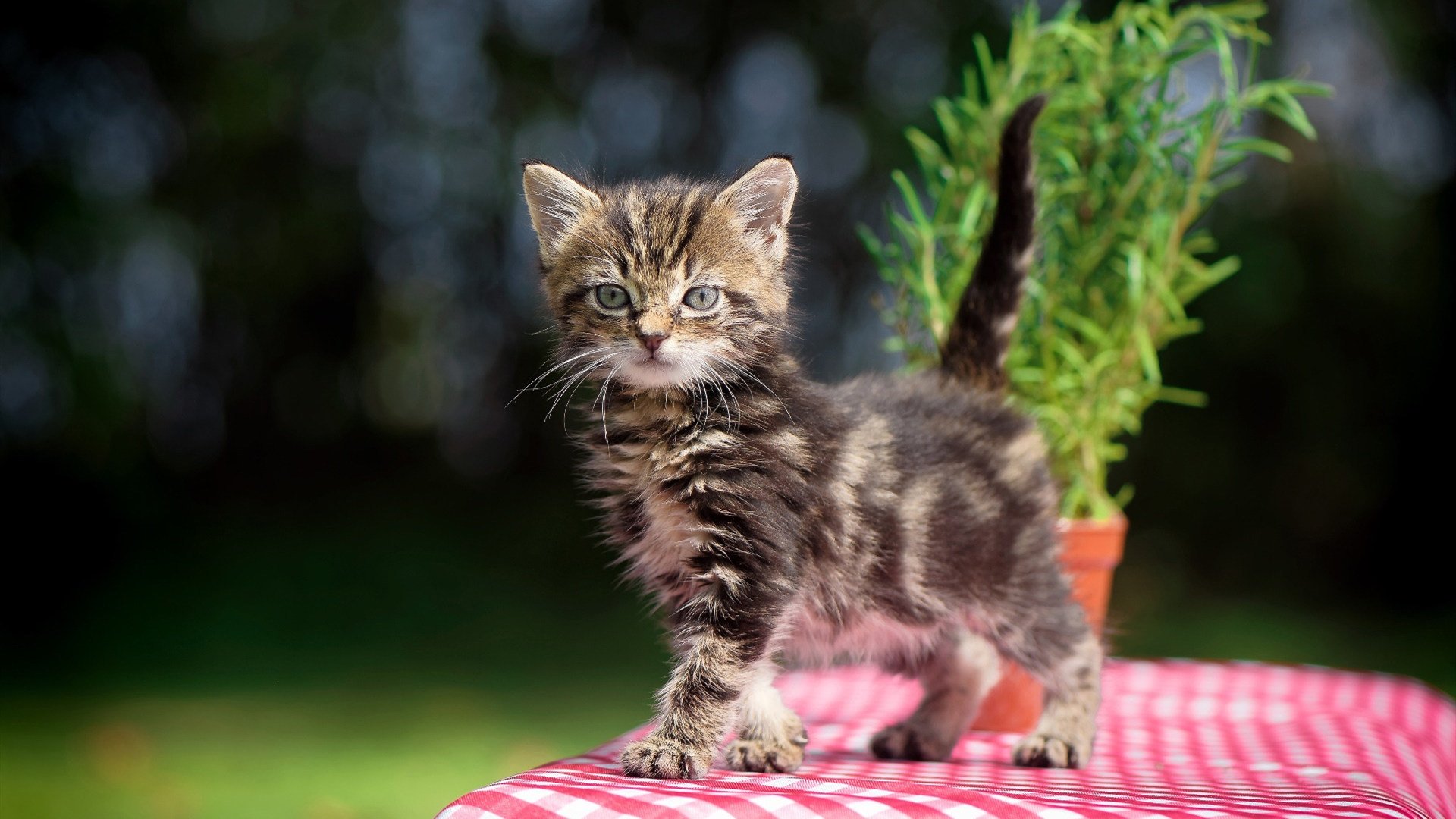 中国足球传控节奏与控球区域关联，足球传控打法