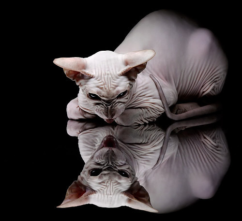 中国香港队的未来突破:技术革新与全球乒乓竞争的对接,香港队乒乓球比赛