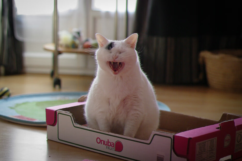 配速调整对蝶泳成绩的影响,配速调整对蝶泳成绩的影响有哪些