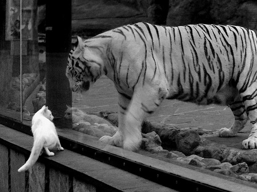 九游网页版官网-德克斯女子200米蝶泳决赛技术完美无瑕，女子200米蝶泳美国选手