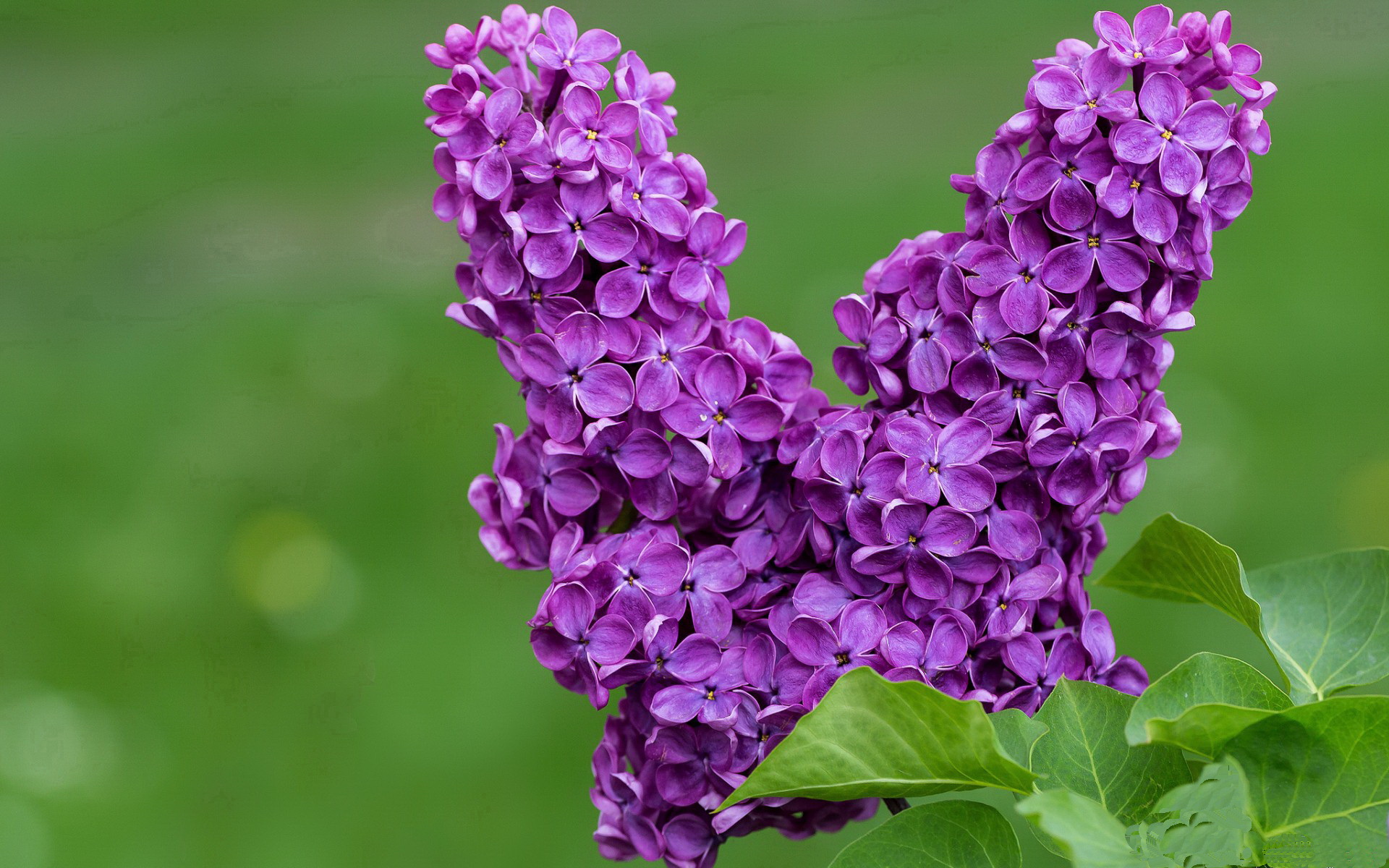 九游网页版入口-德甲裁判新规解读与争议，德甲现场