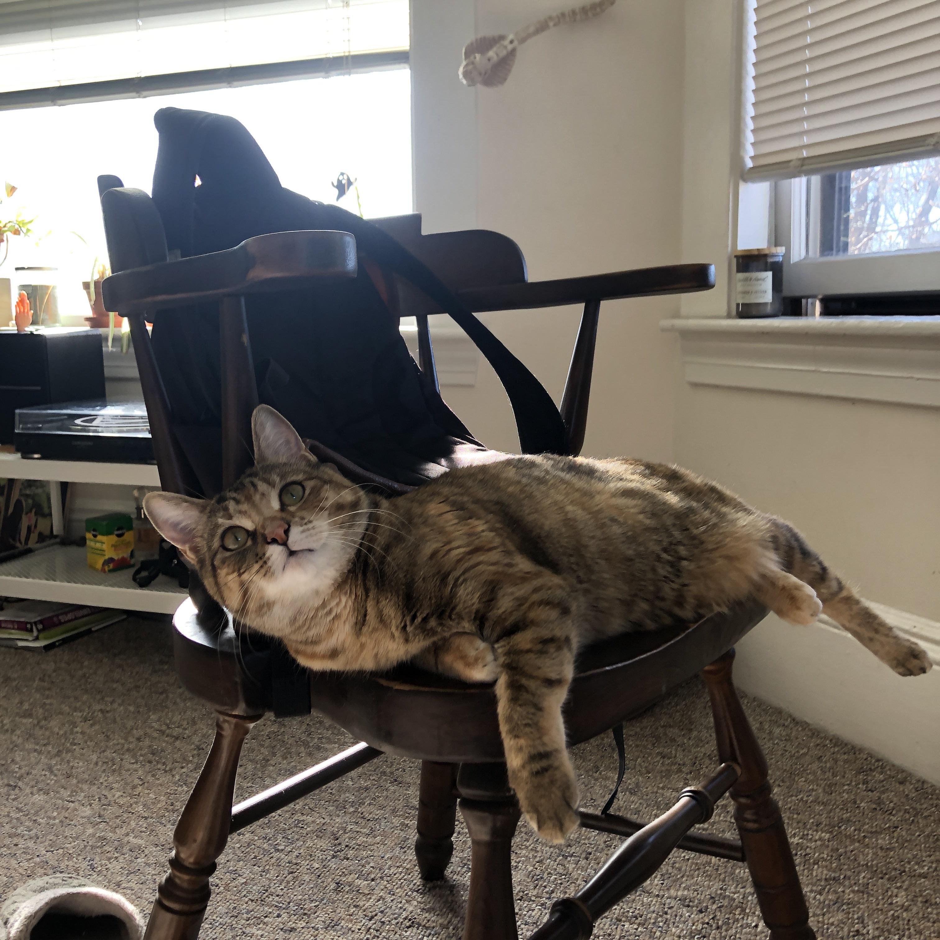 曹缘跳水项目新星勇夺佳绩,曹缘 跳水