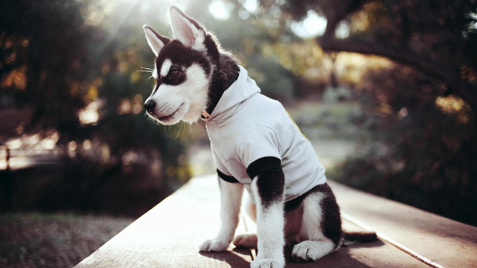 九游-朱婷收获全场最高分女排世界杯，朱婷女排世界排名