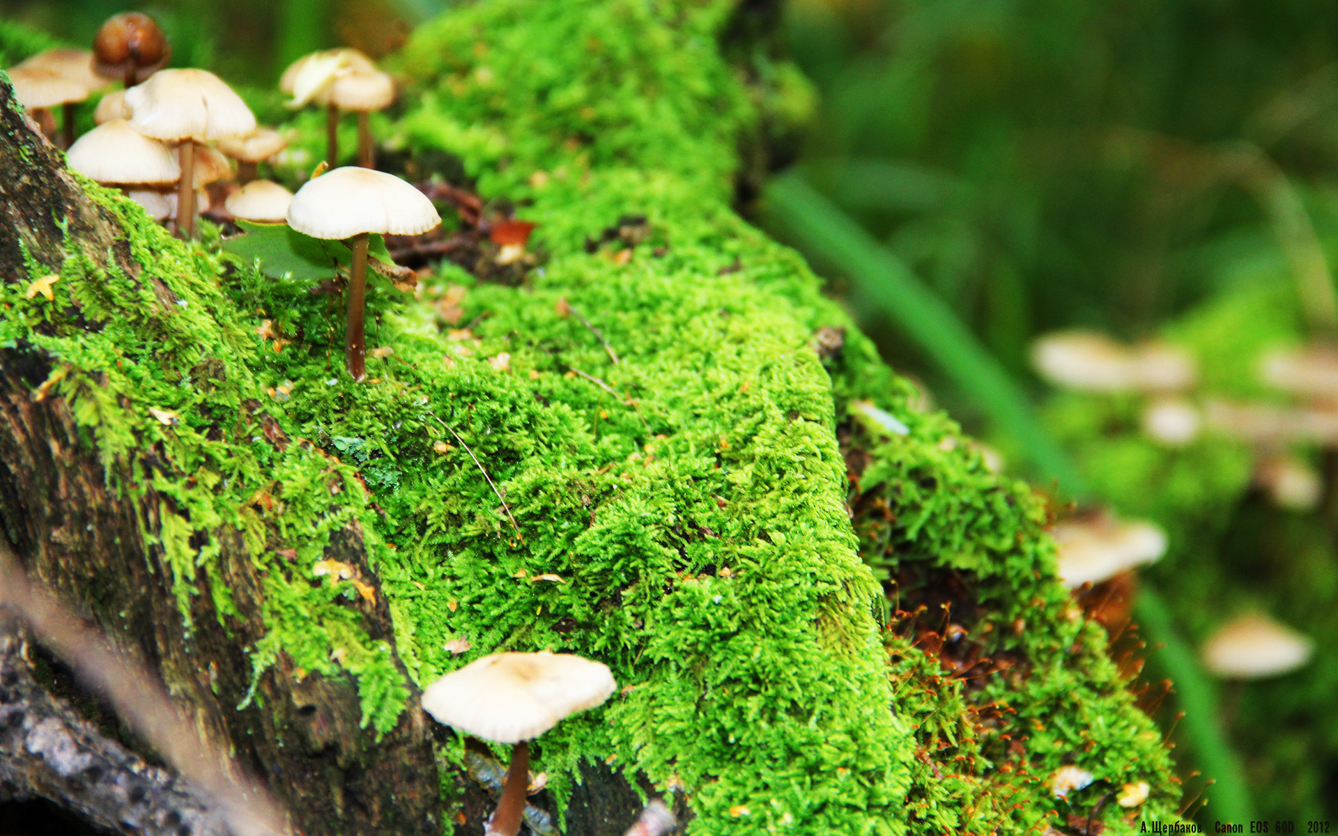 英超最后一搏:逆境搏斗,传奇由此开启,英超最后一名能拿多少转播钱